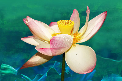 花坛葬