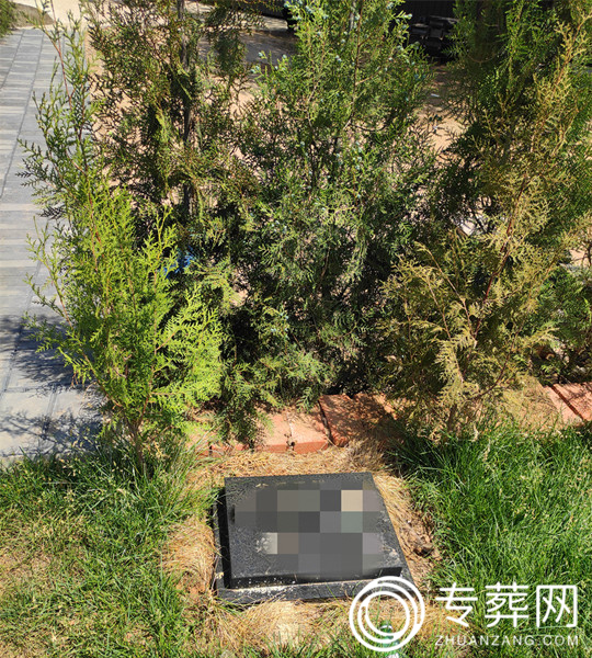 树葬