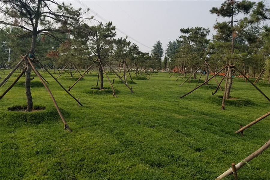 绿化