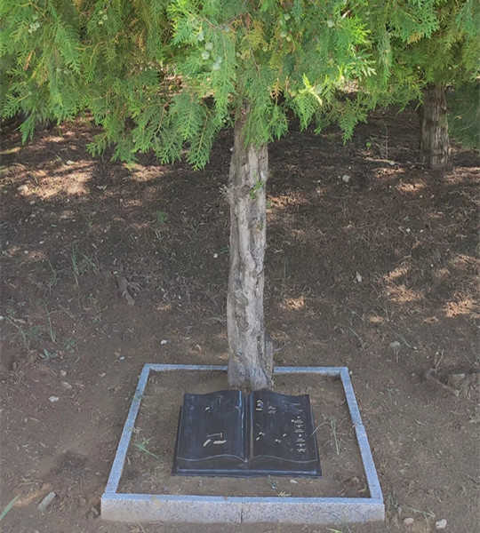单穴树葬