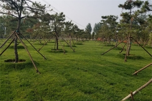 绿化